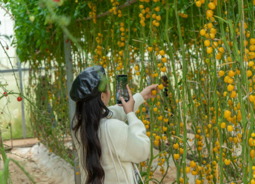 Nông nghiệp công nghệ cao tại vườn rau nổi tiếng nhất Đà Lạt