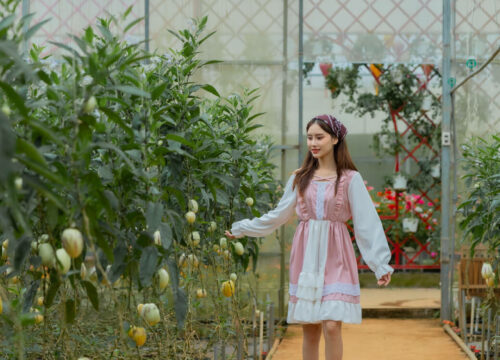 Vườn dưa pepino lớn nhất Đà Lạt tại KDL Vạn Hoa