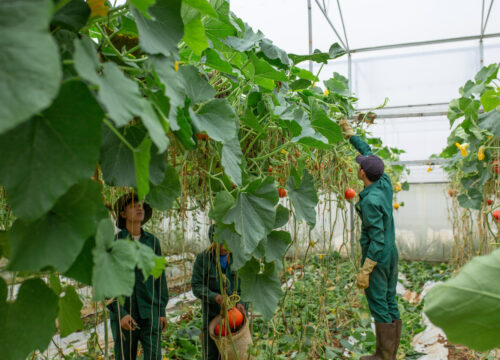Đi đâu để trải nghiệm nông trại xanh dành cho khách tham quan tại Đà Lạt?