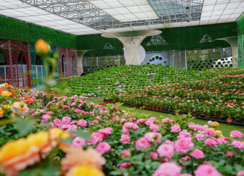 Vườn hoa trong nhà