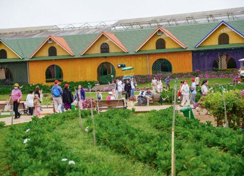 Chi phí đi Đà Lạt 4 ngày 3 đêm tiết kiệm và trọn vẹn