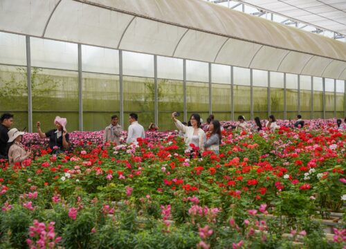 Gợi ý tour Đà Lạt cho khách Trung Quốc trong 3 ngày 2 đêm trọn vẹn nhất