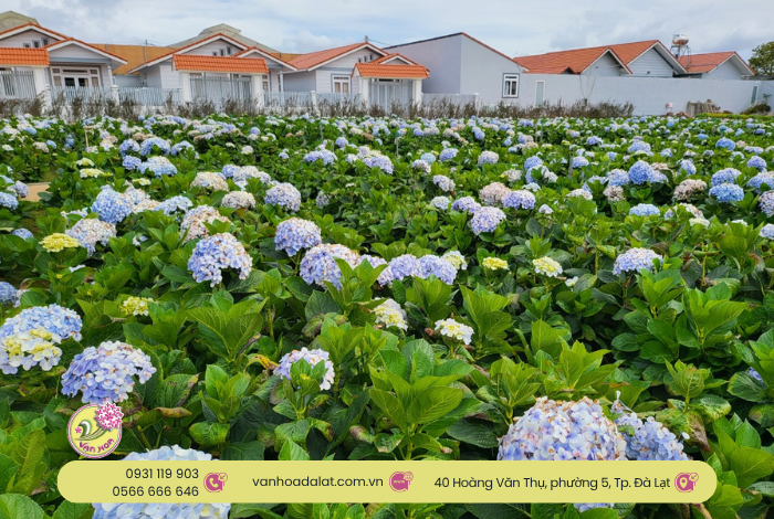 Khu du lịch Vạn Hoa Đà Lạt: Địa điểm lý tưởng cho tour đoàn, du khách lớn tuổi
