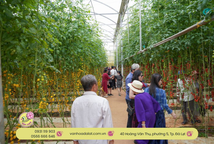 Khu du lịch Vạn Hoa Đà Lạt: Địa điểm lý tưởng cho tour đoàn, du khách lớn tuổi