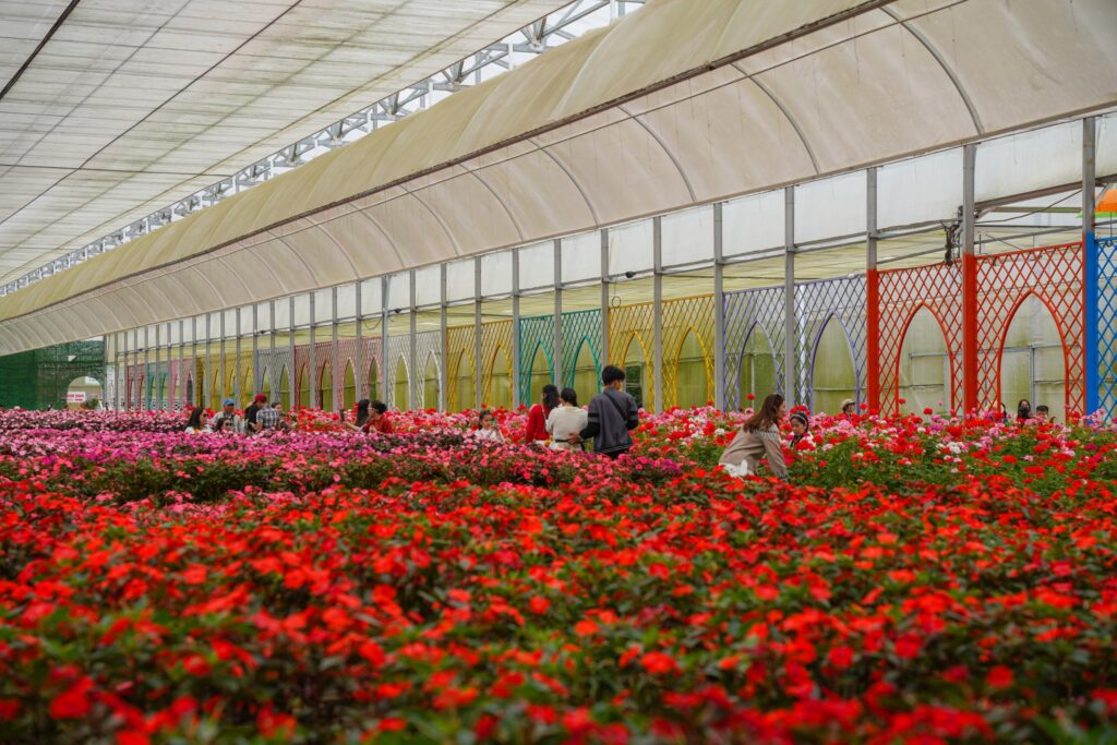 Gợi ý tour du lịch Đà Lạt nhẹ nhàng cho khách lớn tuổi