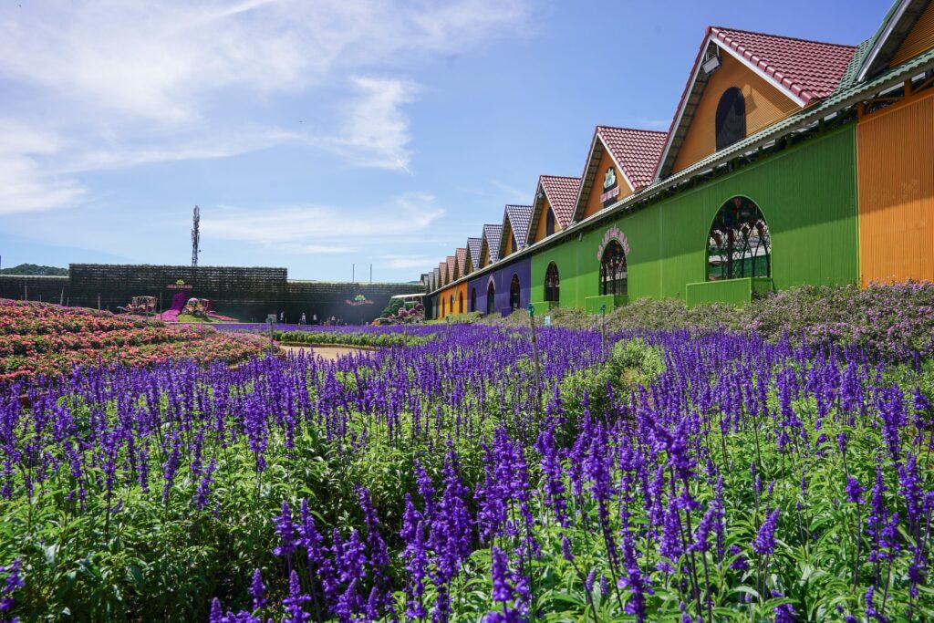 Check-in 25 vườn hoa nổi tiếng ở Đà Lạt – Trải nghiệm sắc hoa bốn mùa