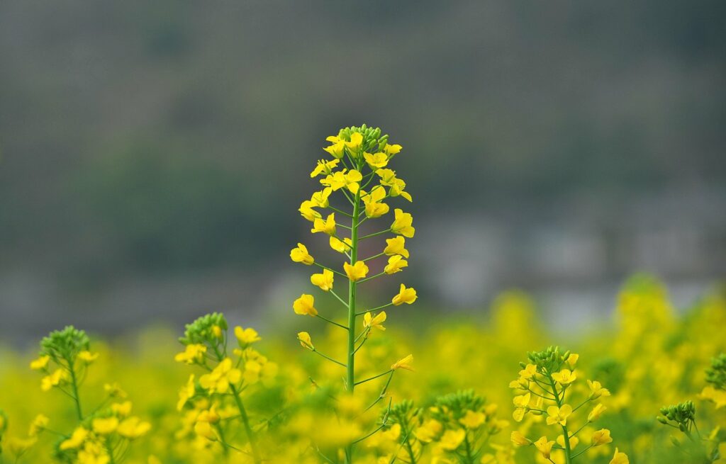 Check-in 25 vườn hoa nổi tiếng ở Đà Lạt – Trải nghiệm sắc hoa bốn mùa