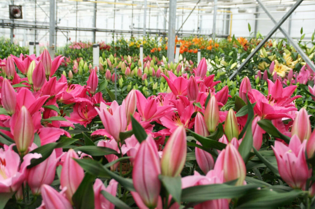 Check-in 25 vườn hoa nổi tiếng ở Đà Lạt – Trải nghiệm sắc hoa bốn mùa