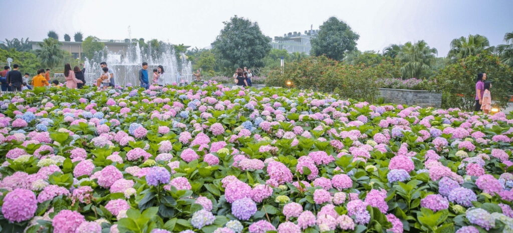 Vườn hoa Lavender hồ Tuyền Lâm