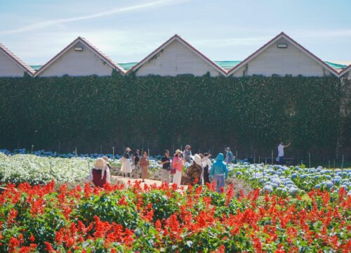 Check-in 25 vườn hoa nổi tiếng ở Đà Lạt – Trải nghiệm sắc hoa bốn mùa