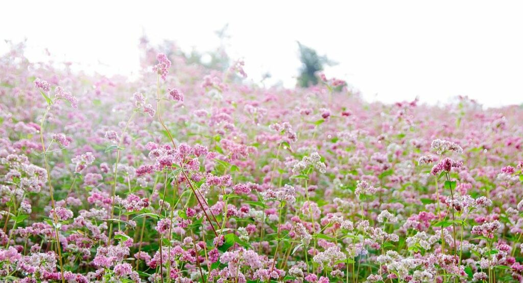 Vườn hoa Lavender hồ Tuyền Lâm