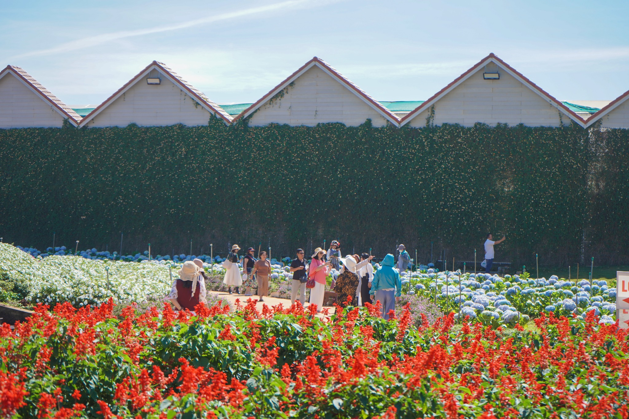 Check-in 25 vườn hoa nổi tiếng ở Đà Lạt – Trải nghiệm sắc hoa bốn mùa