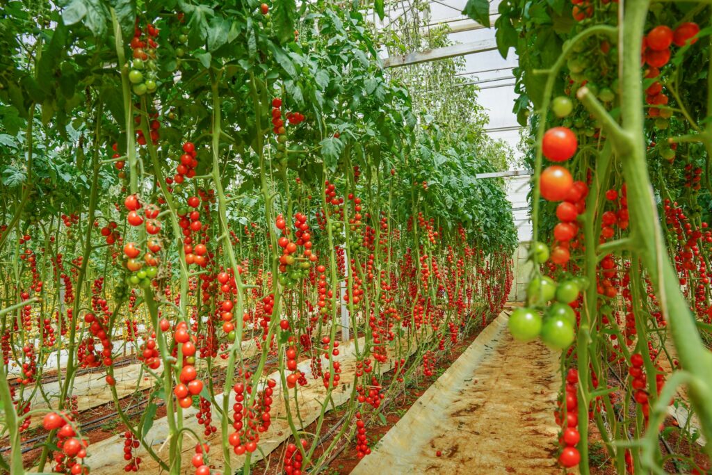 Kinh nghiệm mua đặc sản Đà Lạt giúp bạn chọn quà đúng chuẩn