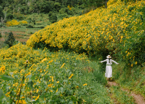 Đừng bỏ lỡ mùa hoa dã quỳ ở Đà Lạt đẹp nhất năm vào tháng 10 – 11