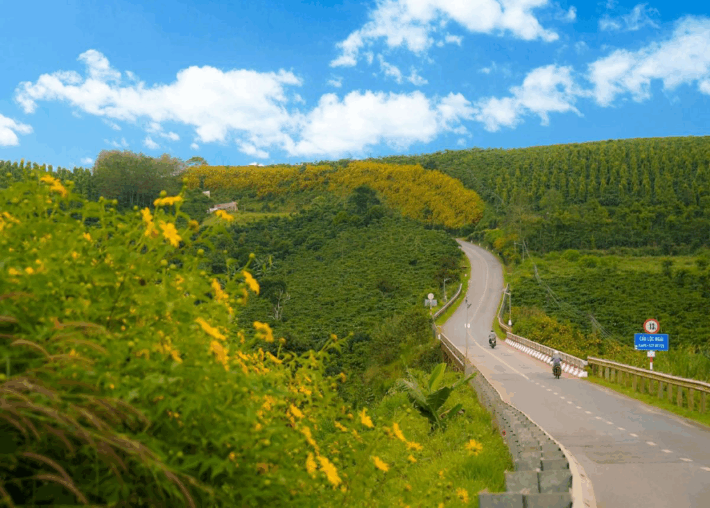 Đừng bỏ lỡ mùa hoa dã quỳ ở Đà Lạt đẹp nhất năm vào tháng 10 – 11