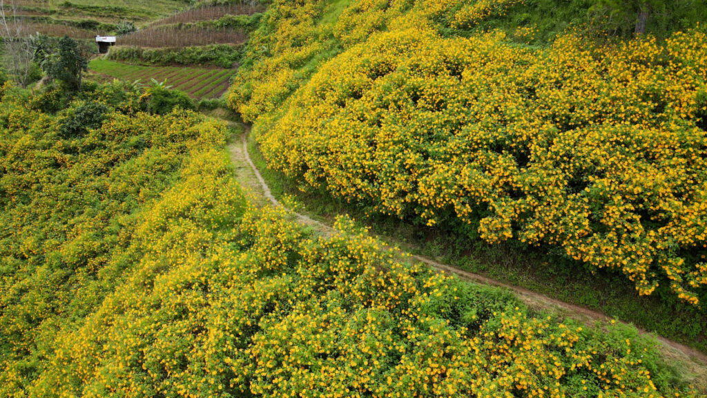 Đừng bỏ lỡ mùa hoa dã quỳ ở Đà Lạt đẹp nhất năm vào tháng 10 – 11