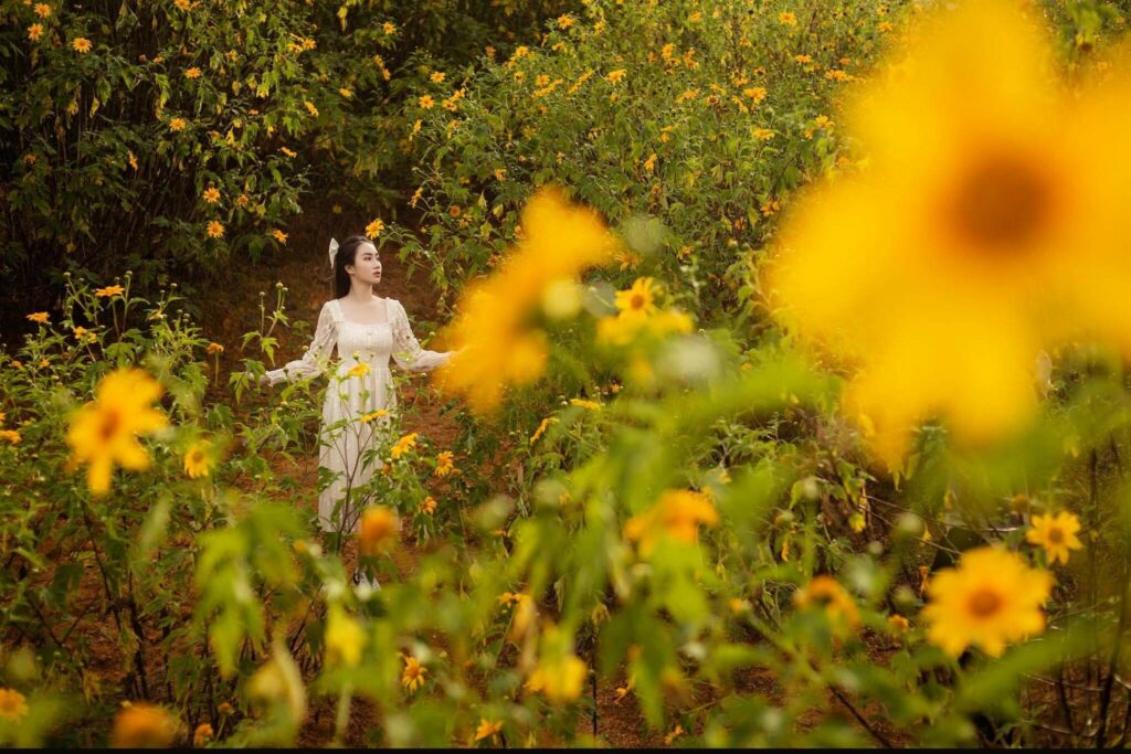 Đừng bỏ lỡ mùa hoa dã quỳ ở Đà Lạt đẹp nhất năm vào tháng 10 – 11