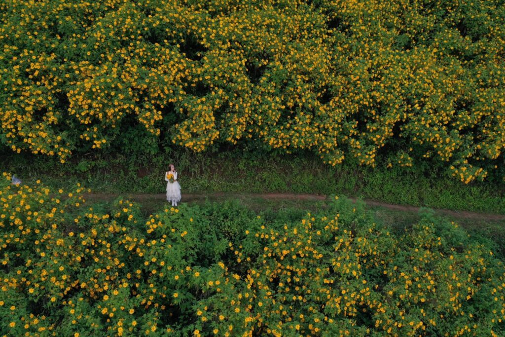 Đừng bỏ lỡ mùa hoa dã quỳ ở Đà Lạt đẹp nhất năm vào tháng 10 – 11