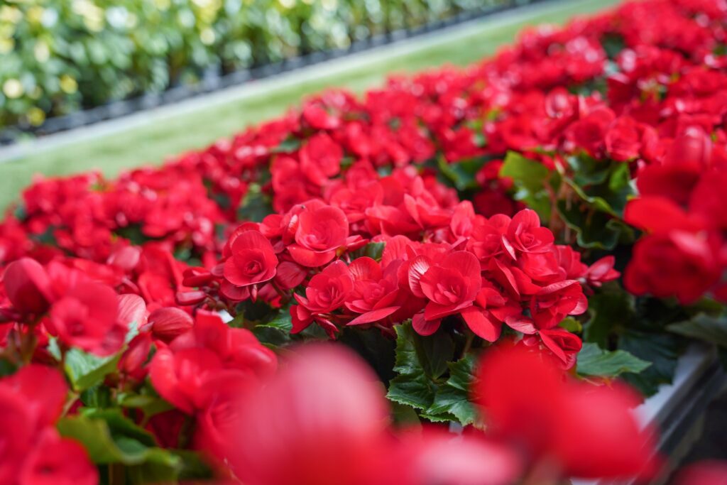 Gợi ý tour Đà Lạt cho khách Trung Quốc