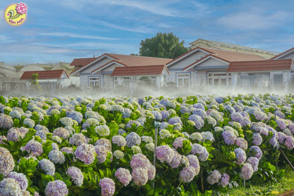 Gợi ý tour Đà Lạt cho khách Trung Quốc 