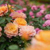 Vườn hoa hồng đẹp nhất tại Đà Lạt