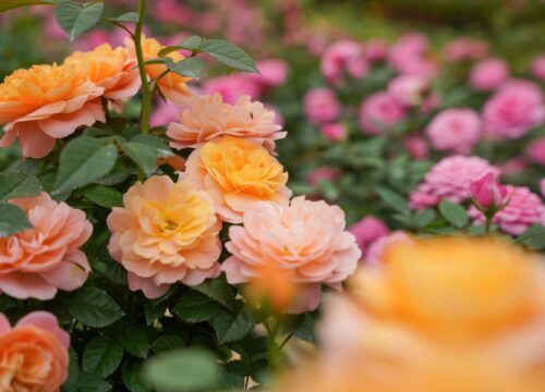 Discover the Most Beautiful Rose Garden in Da Lat at Van Hoa Tourist Area