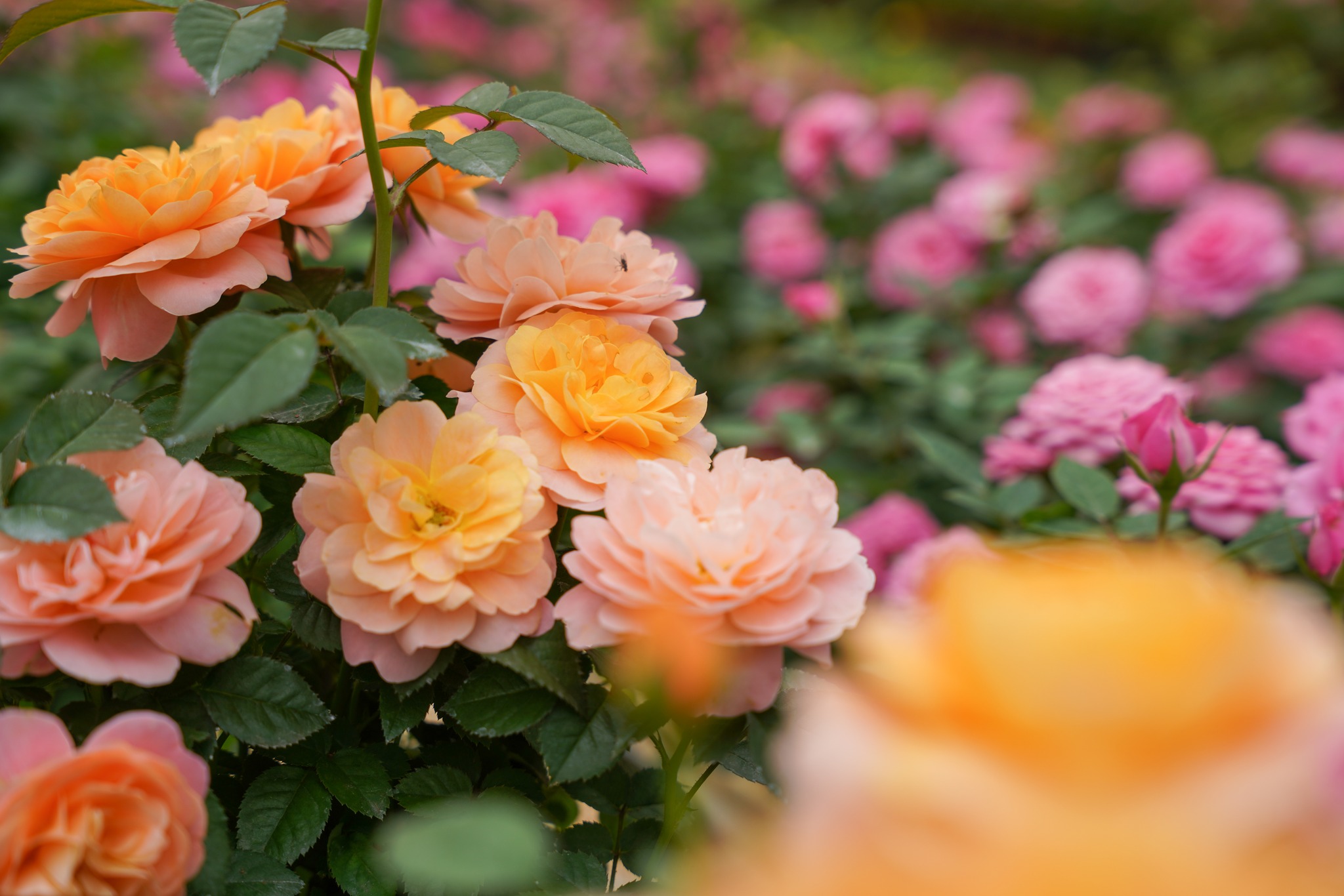 Vườn hoa hồng đẹp nhất tại Đà Lạt