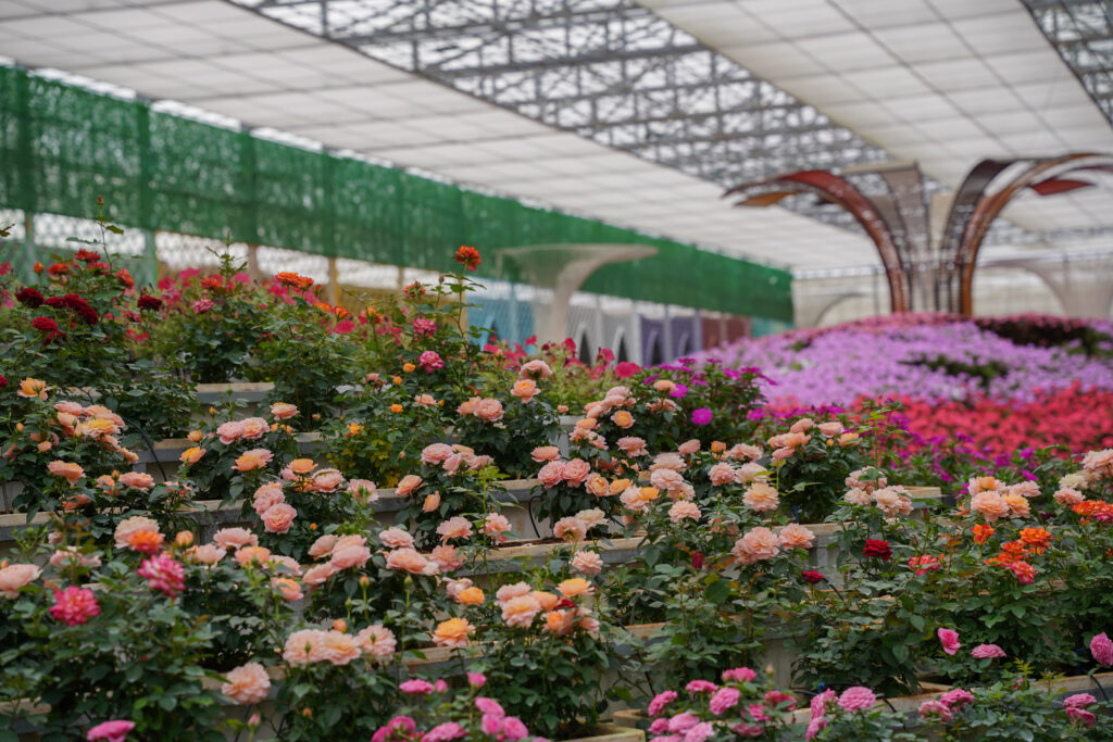 Vườn hoa hồng đẹp nhất tại Đà Lạt
