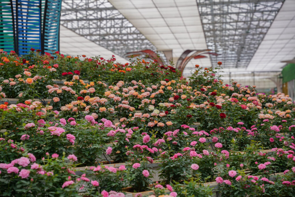 Vườn hoa hồng đẹp nhất tại Đà Lạt