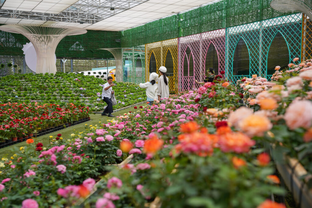 Vườn hoa hồng đẹp nhất tại Đà Lạt