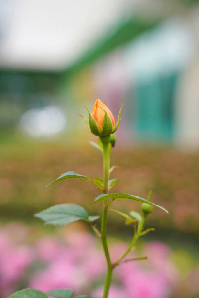 Vườn hoa hồng đẹp nhất tại Đà Lạt