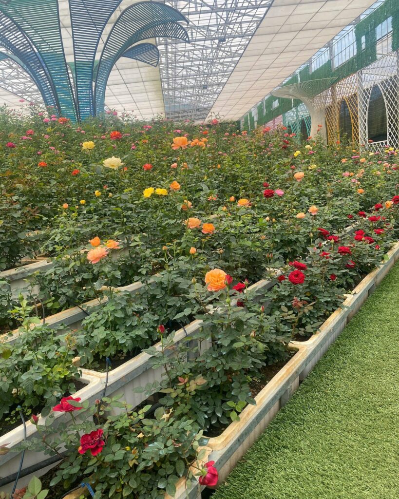 Vườn hoa hồng đẹp nhất  Đà Lạt