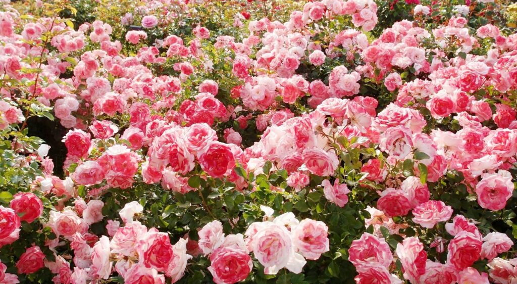 Vườn hoa hồng đẹp nhất tại Đà Lạt