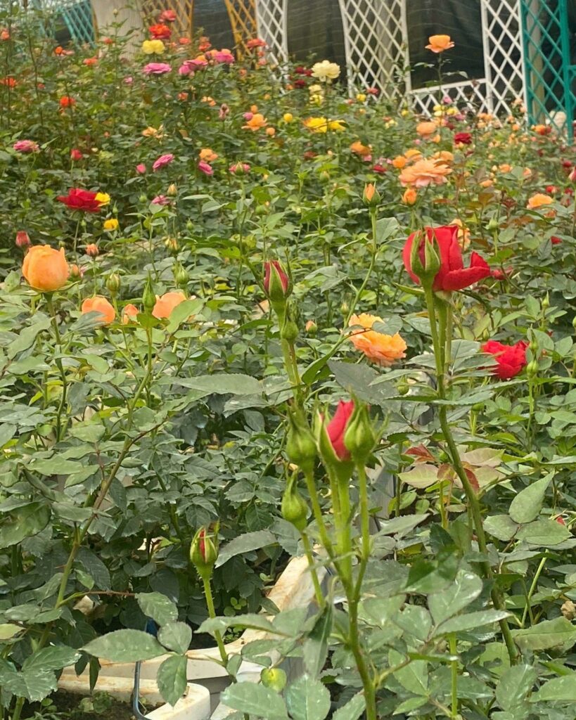 Vườn hoa hồng đẹp nhất tại Đà Lạt