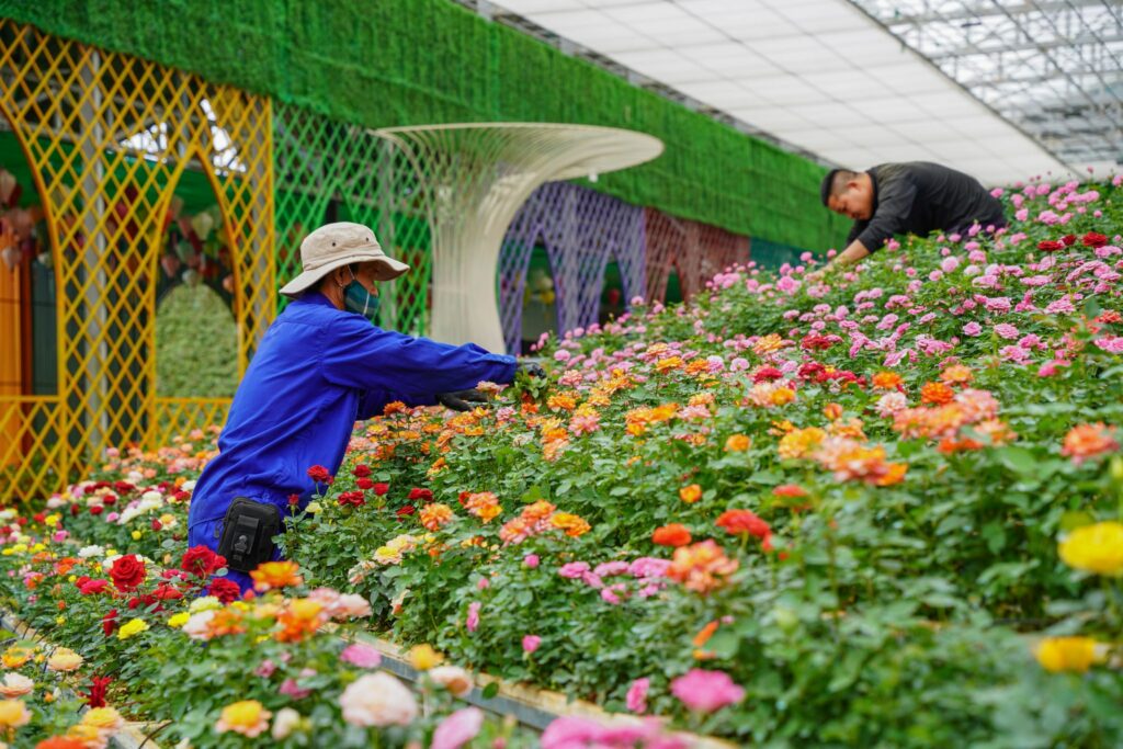 KDL Vạn Hoa vườn hoa lớn nhất giữa lòng Đà Lạt