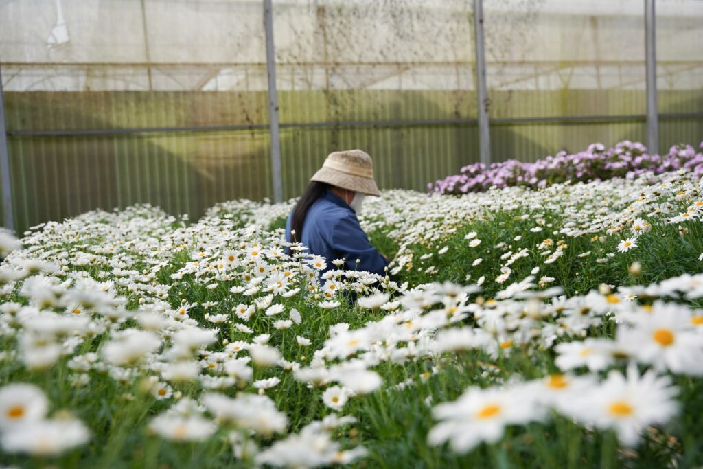 Du lịch Đà Lạt dịp cuối năm, mùa của sương, hoa và lễ hội