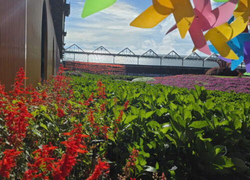 Chia sẻ đầy đủ Kinh nghiệm du lịch Đà Lạt Tết Nguyên Đán