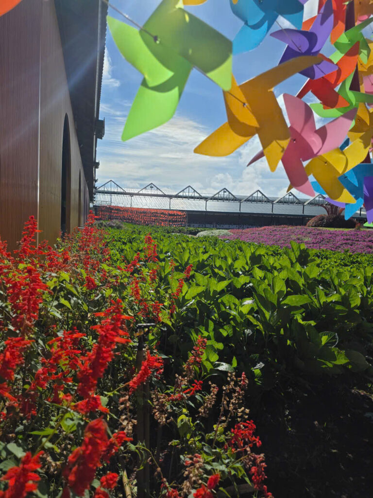 Du lịch Đà Lạt dịp cuối năm, mùa của sương, hoa và lễ hội