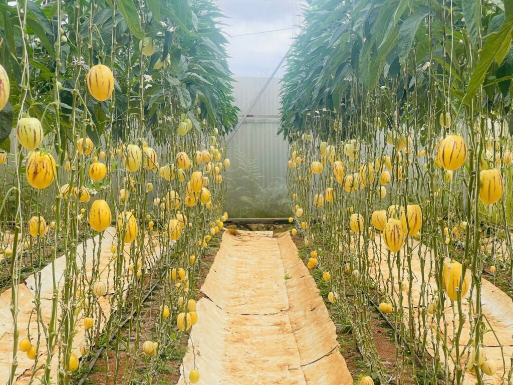 Du lịch sinh thái tại Đà Lạt