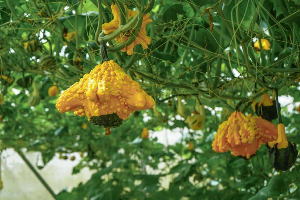 Du lịch sinh thái tại Đà Lạt