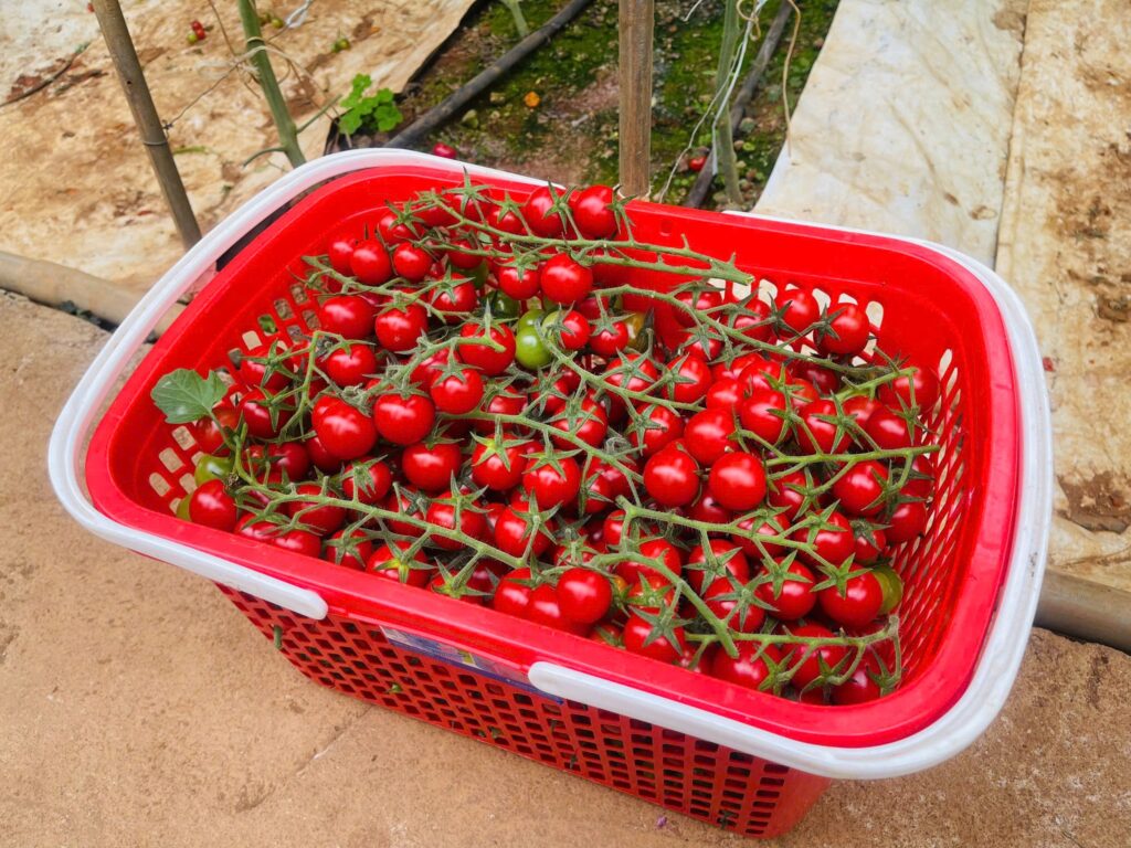 Du lịch sinh thái tại Đà Lạt