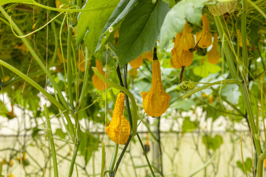 Du lịch sinh thái tại Đà Lạt