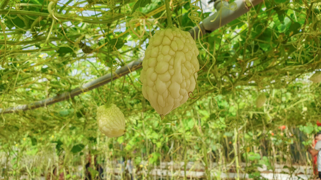 Du lịch sinh thái tại Đà Lạt