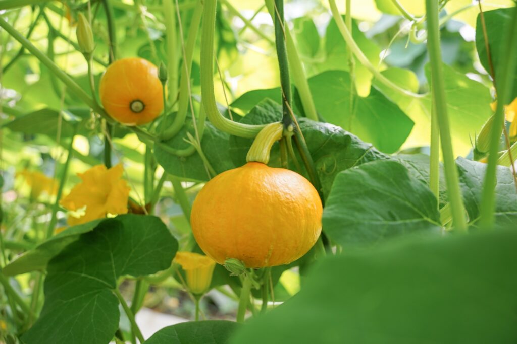 Du lịch sinh thái tại Đà Lạt