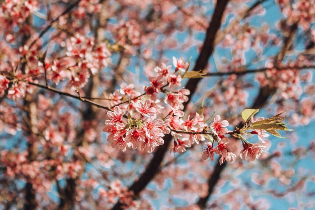 Những mùa hoa đẹp nhất ở Đà Lạt – Khi thành phố ngàn hoa thay áo bốn mùa