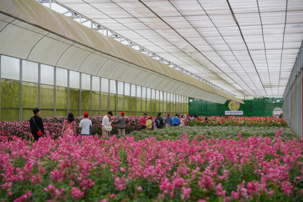 Những mùa hoa đẹp nhất ở Đà Lạt – Khi thành phố ngàn hoa thay áo bốn mùa