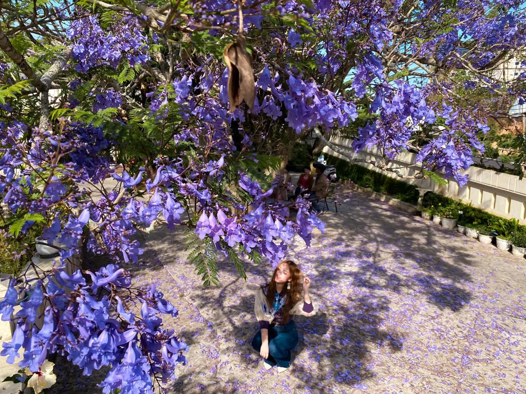 Những mùa hoa đẹp nhất ở Đà Lạt – Khi thành phố ngàn hoa thay áo bốn mùa