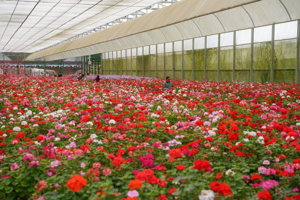 Những mùa hoa đẹp nhất ở Đà Lạt – Khi thành phố ngàn hoa thay áo bốn mùa