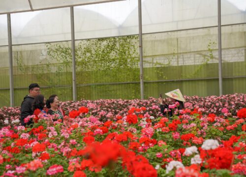 Ghé thăm những mùa hoa đẹp nhất ở Đà Lạt