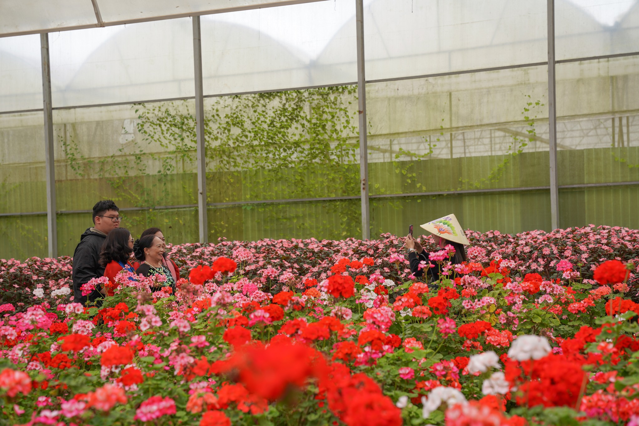 Những mùa hoa đẹp nhất ở Đà Lạt – Khi thành phố ngàn hoa thay áo bốn mùa